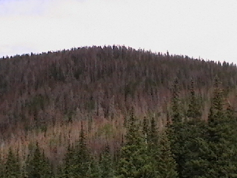 rockies